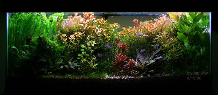 Rated #9: 55 Gallons Planted Tank - 55G High-Tech Tank 3/19/08 4 months after setup(1st planted tank) Rated #9: 55 Gallons Planted Tank - 55G High-Tech Tank 3/19/08 4 months after setup(1st planted tank)