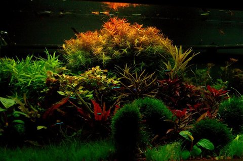 Rated #3: 75 Gallons Planted Tank - 48 Rated #3: 75 Gallons Planted Tank - 48"Lx21Wx18H
JBJ DX 48" 260 WATT
Fluval 404 Cannister
350W heater
DIY fertilizers
Pressurized Co2