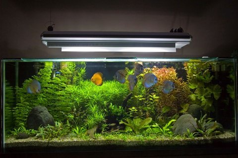 Rated #1: 100 Gallons Planted Tank - My 450 Litre Planted Discus Tank Rated #1: 100 Gallons Planted Tank - My 450 Litre Planted Discus Tank