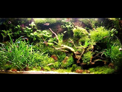 Rated #4: 80 Gallons Planted Tank - my living background Rated #4: 80 Gallons Planted Tank - my living background