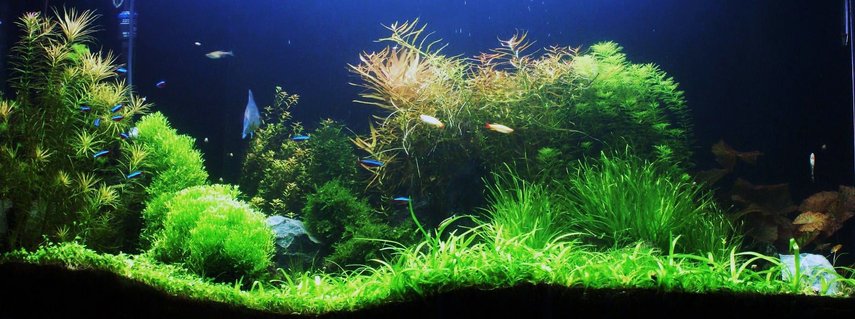 Rated #6: 80 Gallons Planted Tank - South American theme Rated #6: 80 Gallons Planted Tank - South American theme