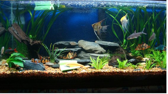 Rated #98: 40 Gallons Planted Tank - 40 gallon planted tank Rated #98: 40 Gallons Planted Tank - 40 gallon planted tank
