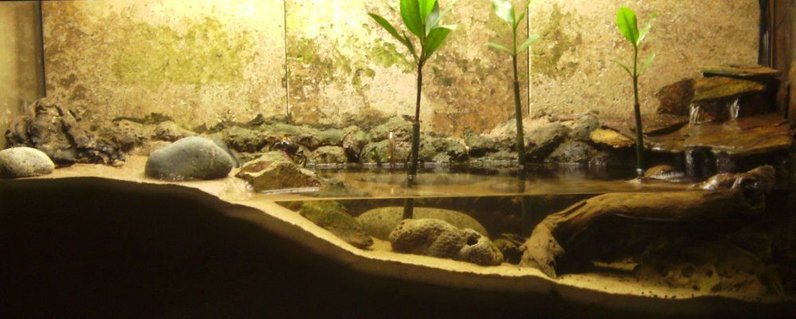 Rated #99: 30 Gallons Planted Tank - Mudskipper/Fiddler Crab tank. (Brackish) Rated #99: 30 Gallons Planted Tank - Mudskipper/Fiddler Crab tank. (Brackish)