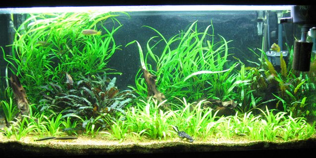 Rated #35: 86 Gallons Planted Tank - Aquatic Delight. Rated #35: 86 Gallons Planted Tank - Aquatic Delight.