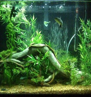Rated #38: 40 Gallons Planted Tank - just started adding live plants Rated #38: 40 Gallons Planted Tank - just started adding live plants