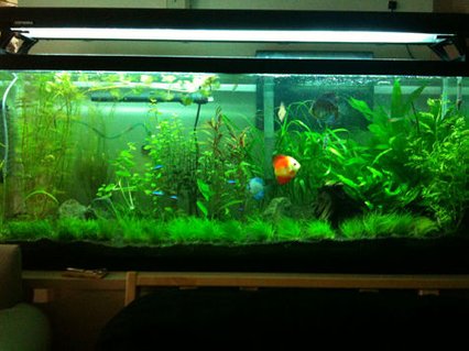 Rated #32: 55 Gallons Planted Tank - 3 months of work Rated #32: 55 Gallons Planted Tank - 3 months of work