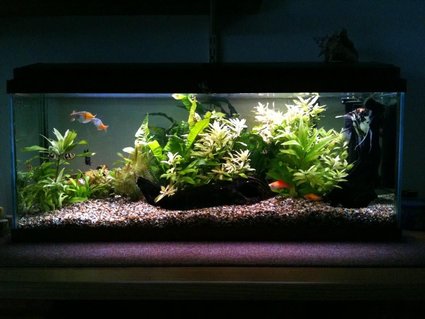 Rated #39: 22 Gallons Planted Tank - My tank. Rated #39: 22 Gallons Planted Tank - My tank.