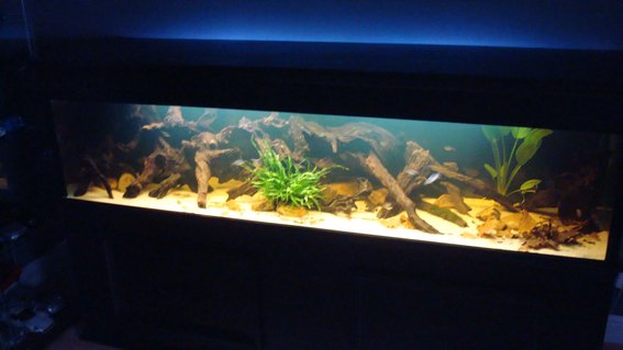 Rated #97: 120 Gallons Planted Tank - 7 foot amazon black water biotope
84 Rated #97: 120 Gallons Planted Tank - 7 foot amazon black water biotope
84"x18"x18"
bogwood
river rock (natural colour)
sand substrate
java fern
java moss
amazon frogbit
amazon sword
oak leaves for leaf litter
fish are
breeding pair of convict cichlids
12 columbian tetra
8 emerald cory's
1m/2f green swordtails
2 nerite zebra snails