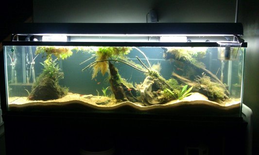 Rated #89: 125 Gallons Planted Tank - Newly setup Amazon 125 Gallon. It was just setup on 9/11/12. Rated #89: 125 Gallons Planted Tank - Newly setup Amazon 125 Gallon. It was just setup on 9/11/12.
