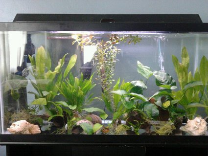 Rated #87: 40 Gallons Planted Tank Rated #87: 40 Gallons Planted Tank