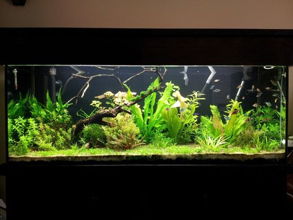 Rated #8: 90 Gallons Planted Tank Rated #8: 90 Gallons Planted Tank