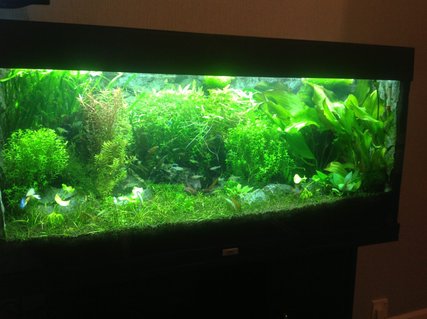 Rated #7: 40 Gallons Planted Tank - Planted aquarium with lots of rasbora Rated #7: 40 Gallons Planted Tank - Planted aquarium with lots of rasbora