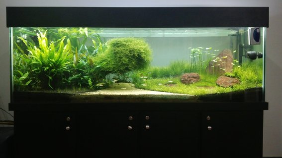 Rated #3: 180 Gallons Planted Tank - My tank afer 8 months. Rated #3: 180 Gallons Planted Tank - My tank afer 8 months.