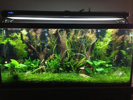Rated #10: 90 Gallons Planted Tank - This is a cleaner version of my previous pic! Rated #10: 90 Gallons Planted Tank - This is a cleaner version of my previous pic!