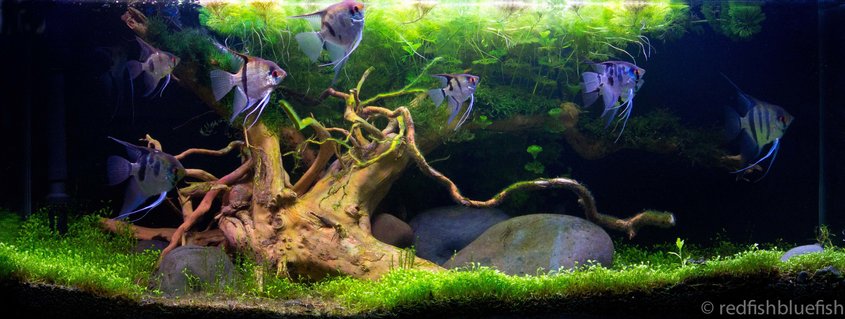 Rated #4: 31 Gallons Planted Tank - Great Oak Rated #4: 31 Gallons Planted Tank - Great Oak