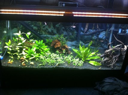 Rated #24: 40 Gallons Planted Tank - Taken after lights went out so my snails are out and about Rated #24: 40 Gallons Planted Tank - Taken after lights went out so my snails are out and about