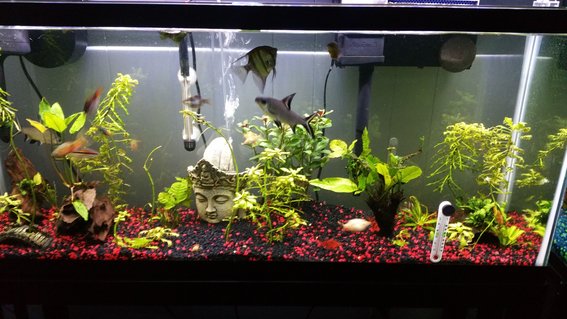 Rated #36: 75 Gallons Planted Tank - 55 Gallon Semi Aggressive Rated #36: 75 Gallons Planted Tank - 55 Gallon Semi Aggressive