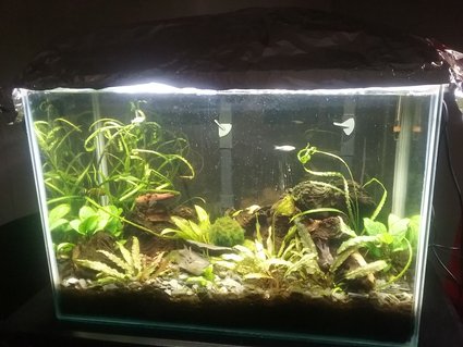 Rated #40: 20 Gallons Planted Tank - 20 gallon low tech with ecocomplete substrate, 3 bolivian rams and one German blue; 7 Danis, One pleco Rated #40: 20 Gallons Planted Tank - 20 gallon low tech with ecocomplete substrate, 3 bolivian rams and one German blue; 7 Danis, One pleco