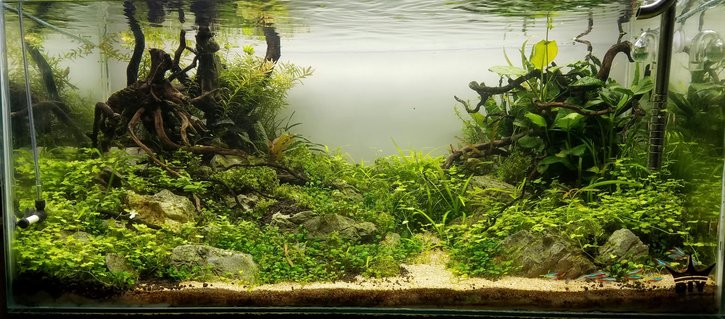 Rated #3: 53 Gallons Planted Tank - 53gal Rated #3: 53 Gallons Planted Tank - 53gal