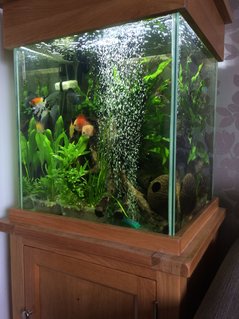 Rated #35: 33 Gallons Planted Tank - I have aimed for as true to nature as possible with the space that\'s available.
My love for discus is clearly seen in the pics. Rated #35: 33 Gallons Planted Tank - I have aimed for as true to nature as possible with the space that's available.
My love for discus is clearly seen in the pics.