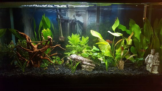 Rated #25: 30 Gallons Planted Tank - 30 gal Freshwater planted tank, a few Serpae tetra, and one common pleco. I will be adding more fish to the tank, just haven\'t decided what to add at this time. I\'m using an Aquaclear 30 Filtration system as well as an air stone bubbler.
I also have some plant life in the tank, but I\'m also adding to this feature of my tank. Rated #25: 30 Gallons Planted Tank - 30 gal Freshwater planted tank, a few Serpae tetra, and one common pleco. I will be adding more fish to the tank, just haven't decided what to add at this time. I'm using an Aquaclear 30 Filtration system as well as an air stone bubbler.
I also have some plant life in the tank, but I'm also adding to this feature of my tank.