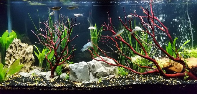 Rated #16: 55 Gallons Planted Tank - This is a new image of the tank. Rated #16: 55 Gallons Planted Tank - This is a new image of the tank.