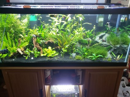 Rated #10: 75 Gallons Planted Tank - 6 months old, made some changes, as added more driftwood in the left part of tank. Rated #10: 75 Gallons Planted Tank - 6 months old, made some changes, as added more driftwood in the left part of tank.