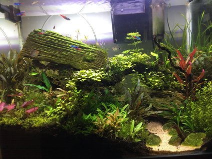 Rated #25: 20 Gallons Planted Tank - Escarpment in the Jungle Rated #25: 20 Gallons Planted Tank - Escarpment in the Jungle