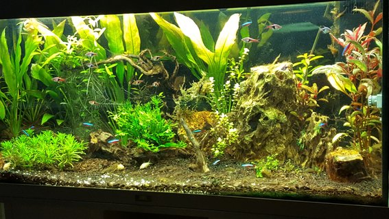Rated #29: 100 Gallons Planted Tank - early stages planted tank Rated #29: 100 Gallons Planted Tank - early stages planted tank