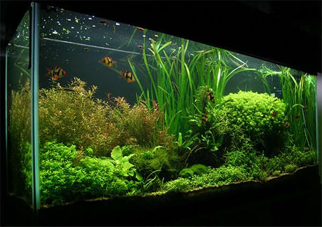 Rated #1: 55 Gallons Planted Tank - 55 gallon. Carbo Plus CO2. 220 watts 5500K power compact fluorescent lighting. Rated #1: 55 Gallons Planted Tank - 55 gallon. Carbo Plus CO2. 220 watts 5500K power compact fluorescent lighting.