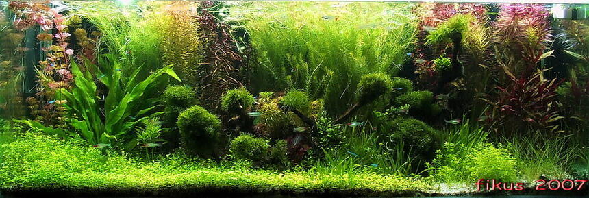 Rated #2: 130 Gallons Planted Tank - 130 gallons Rated #2: 130 Gallons Planted Tank - 130 gallons