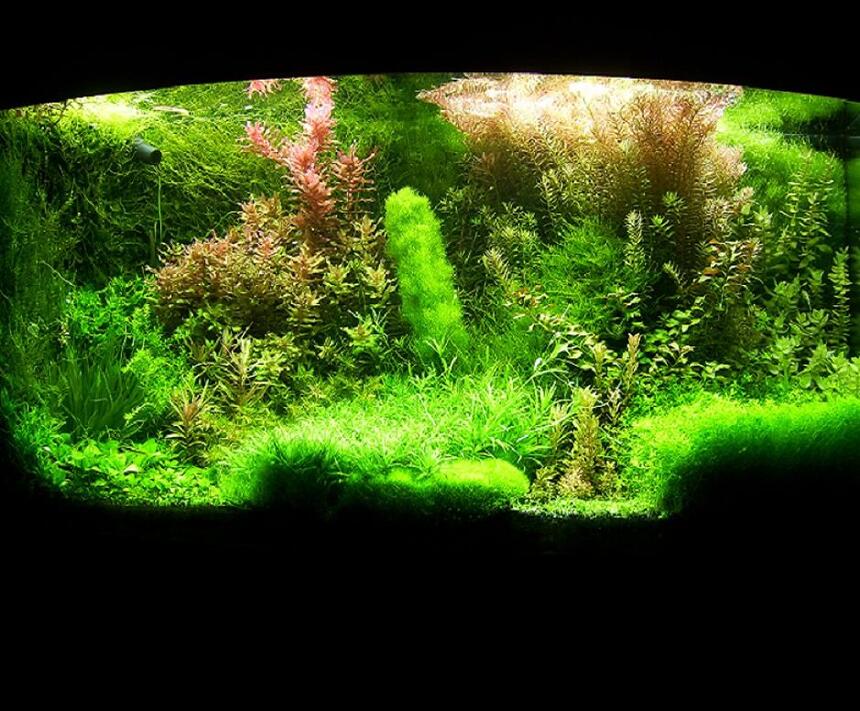 Rated #5: 72 Gallons Planted Tank - Shrimp paradise:) Rated #5: 72 Gallons Planted Tank - Shrimp paradise:)