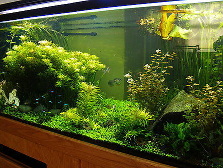 Rated #2: 300 Gallons Planted Tank - 300 gallon South American
Tank is 8 Rated #2: 300 Gallons Planted Tank - 300 gallon South American
Tank is 8'L x 2'H x 30"W
Lighting = 3 150watt 10,000k MH & 4 96watt 6700k CF
Filtering = 2 Eheim Pro 3 2080 & 1 Eheim Pro 2 2128
Tank has 2 Pressurized CO2 systems