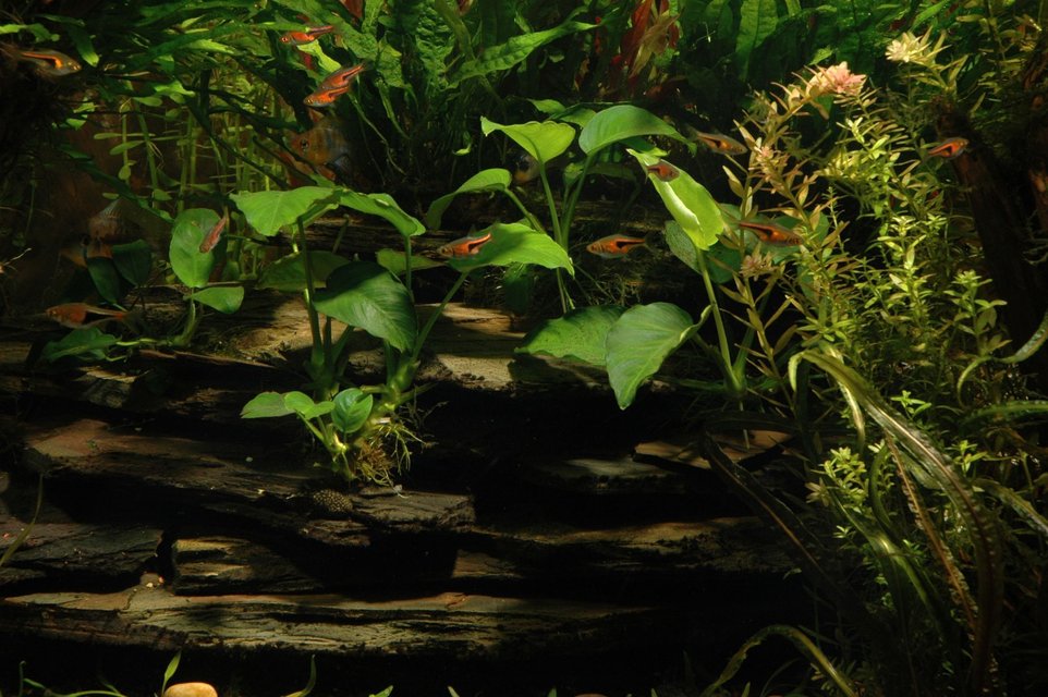 Rated #72: 240 Gallons Planted Tank - Anubia mountain