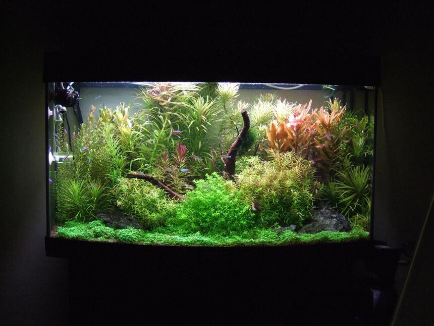 Rated #1: 40 Gallons Planted Tank - Fed up with the Rated #1: 40 Gallons Planted Tank - Fed up with the 'Nature' style of tanks I've set this more traditional European style, but with still keeping the Amano principals . Overall first results are excellent. Dry ferts are added daily