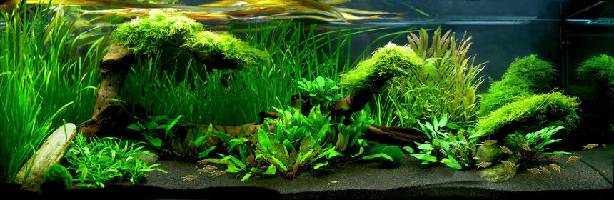 Rated #2: 40 Gallons Planted Tank - a Fishtank looks like Australia.... Rated #2: 40 Gallons Planted Tank - a Fishtank looks like Australia....