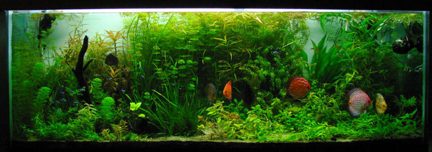 Rated #4: 135 Gallons Planted Tank - 135Gal planted discus and tetra tank on a 75gal sump Rated #4: 135 Gallons Planted Tank - 135Gal planted discus and tetra tank on a 75gal sump