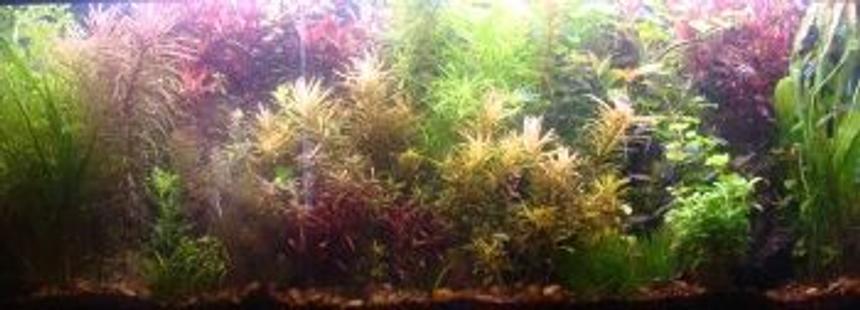 Rated #47: 10 Gallons Planted Tank - 55 gallon planted tank Rated #47: 10 Gallons Planted Tank - 55 gallon planted tank
