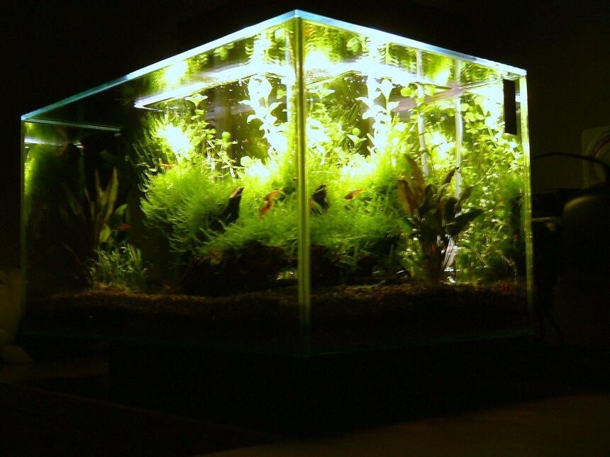 Rated #89: 6 Gallons Planted Tank - Planted Fluval EDGE nano Aquarium Rated #89: 6 Gallons Planted Tank - Planted Fluval EDGE nano Aquarium