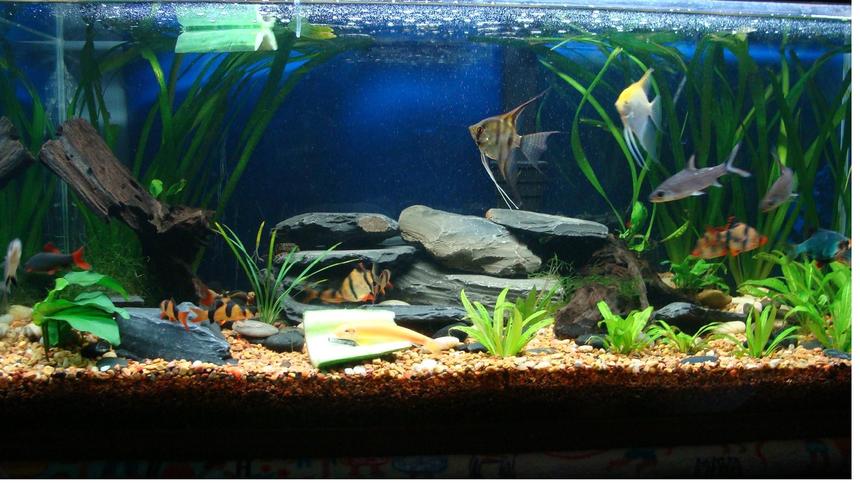Rated #98: 40 Gallons Planted Tank - 40 gallon planted tank Rated #98: 40 Gallons Planted Tank - 40 gallon planted tank