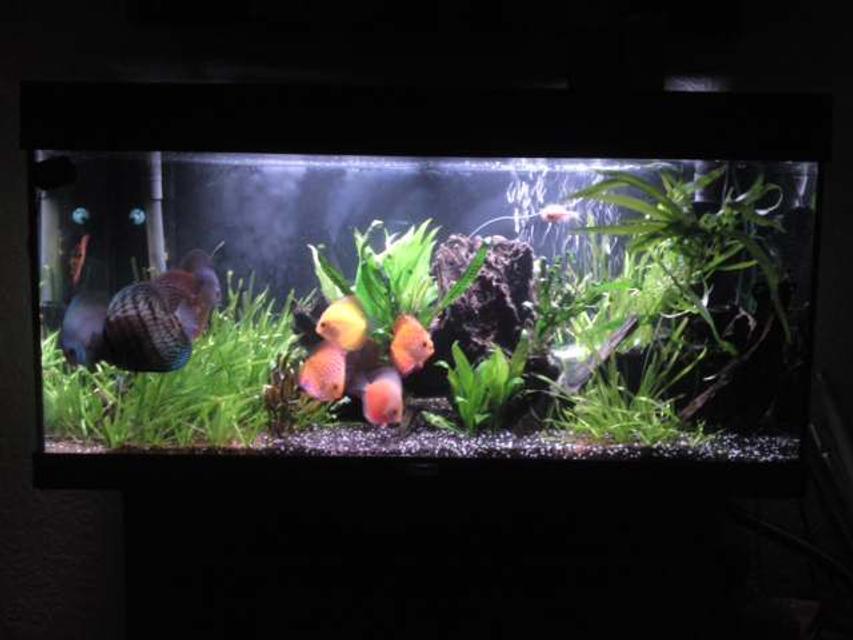 Rated #91: 48 Gallons Planted Tank - main Rated #91: 48 Gallons Planted Tank - main