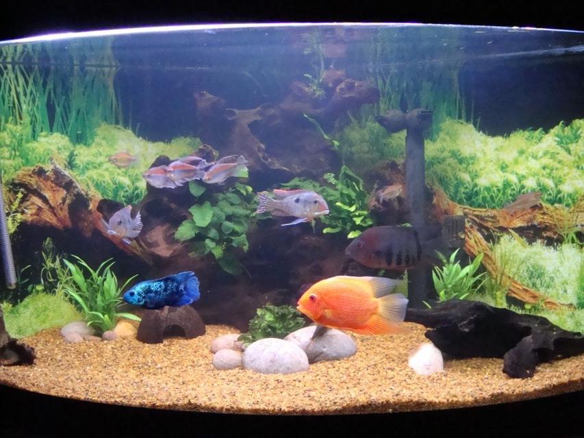 Rated #78: 92 Gallons Planted Tank - 92G SA/CA corner tank with bogwood, java fern, anubias and river pebbles. Rated #78: 92 Gallons Planted Tank - 92G SA/CA corner tank with bogwood, java fern, anubias and river pebbles.