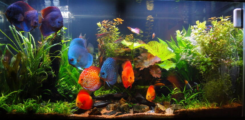 Rated #14: 90 Gallons Planted Tank - main pic 3-21-2010 Rated #14: 90 Gallons Planted Tank - main pic 3-21-2010
