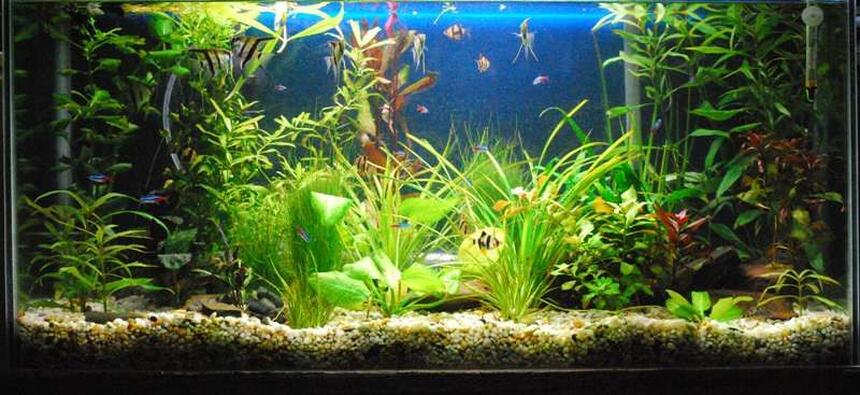Rated #23: 60 Gallons Planted Tank - Photo 1 Rated #23: 60 Gallons Planted Tank - Photo 1