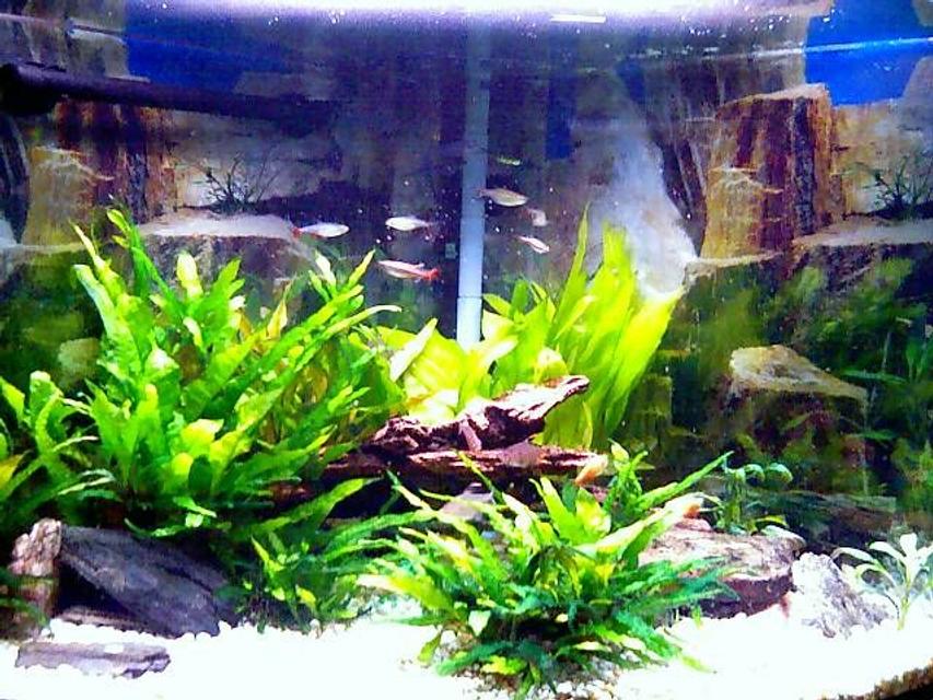 Rated #71: 36 Gallons Planted Tank - This is the tank I am most proud of and show off ALOT! (and I put in the most money into it) Rated #71: 36 Gallons Planted Tank - This is the tank I am most proud of and show off ALOT! (and I put in the most money into it)