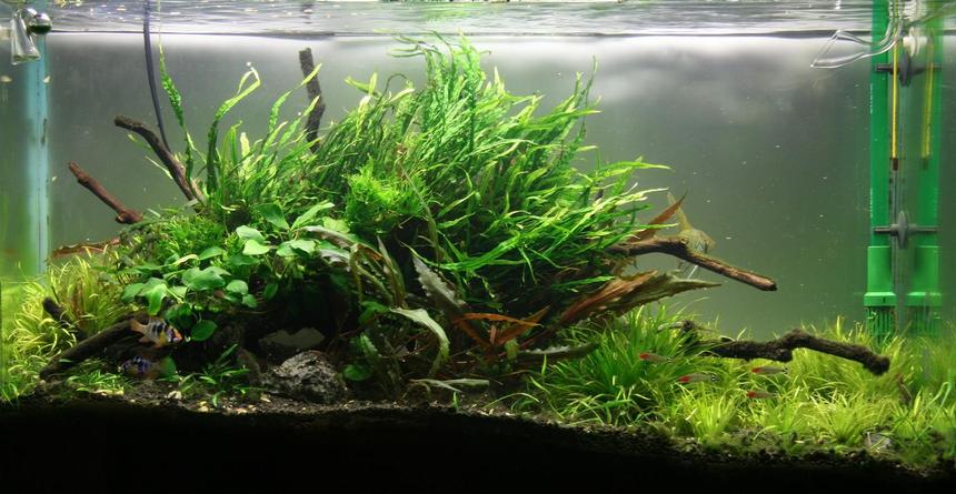 Rated #19: 40 Gallons Planted Tank - 3ft planted tank Rated #19: 40 Gallons Planted Tank - 3ft planted tank