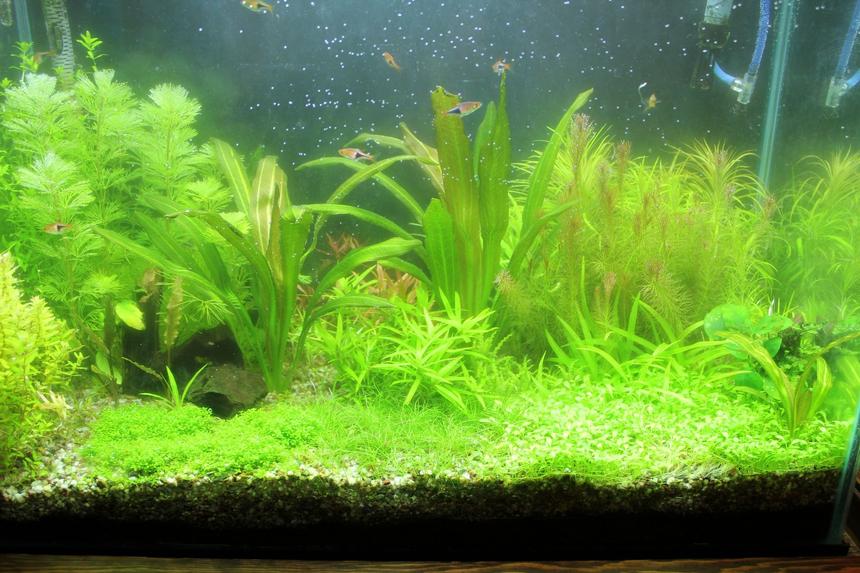 Rated #81: 25 Gallons Planted Tank - 25 Gallon Planted Rated #81: 25 Gallons Planted Tank - 25 Gallon Planted