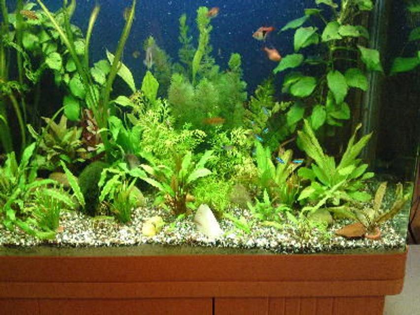 Rated #74: 55 Gallons Planted Tank - all growing well :) Rated #74: 55 Gallons Planted Tank - all growing well :)