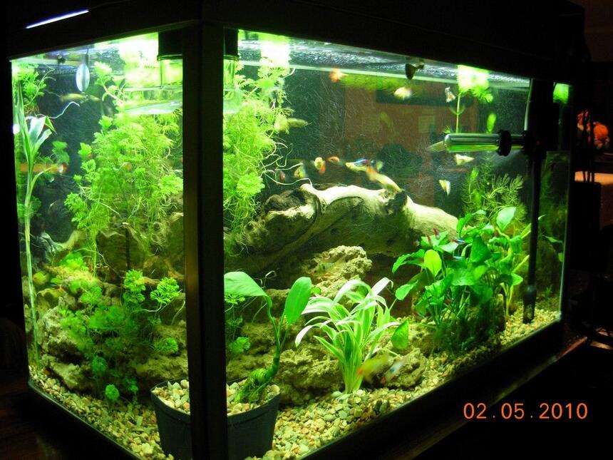 Rated #76: 47 Gallons Planted Tank - Rear view of my 180L Tank. My first ever fish tank, running now for 6 months. All advice and tips welcome. Rated #76: 47 Gallons Planted Tank - Rear view of my 180L Tank. My first ever fish tank, running now for 6 months. All advice and tips welcome.