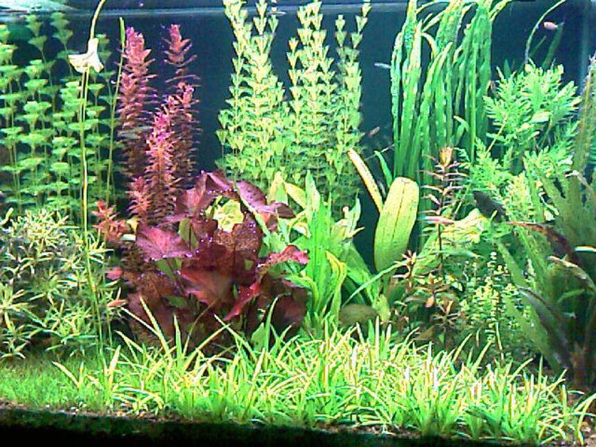 Rated #56: 52 Gallons Planted Tank - This is my planted tank 200 liter Rated #56: 52 Gallons Planted Tank - This is my planted tank 200 liter